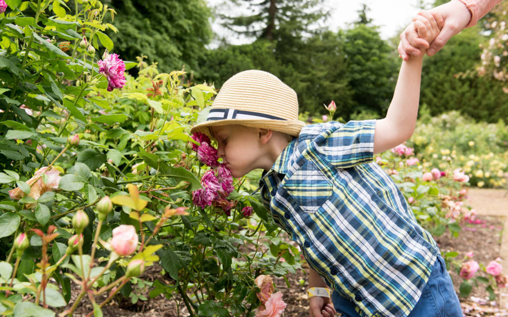 A young visitor smelling roses in the gardens