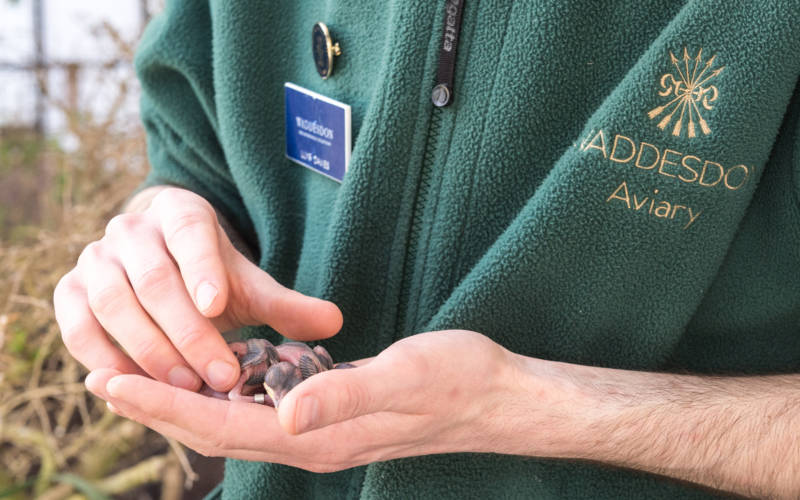 Work-with-us-aviary-intern-role-stuart-bebb-3000x1875