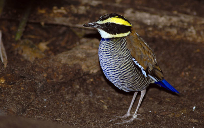 banded-pitta_2000x1250