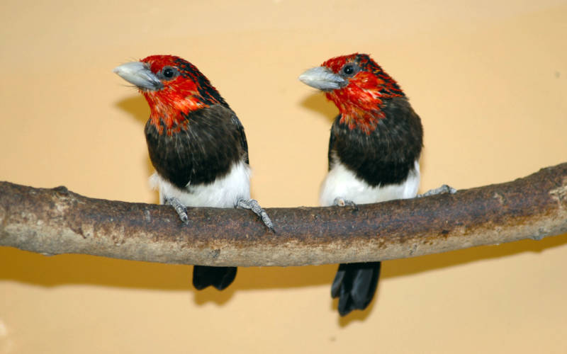 brown-breasted-barbet_2000x1250