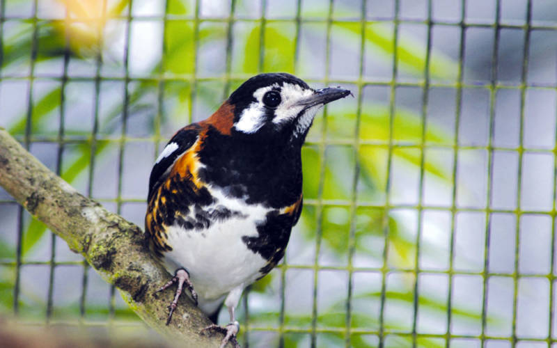chestnutbacked-thrush_1000x625
