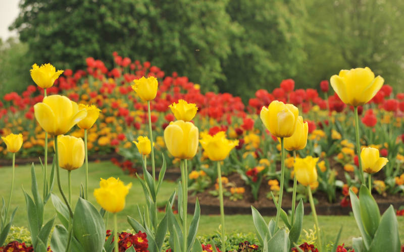 yellow-tulips-parterre-3000-1875