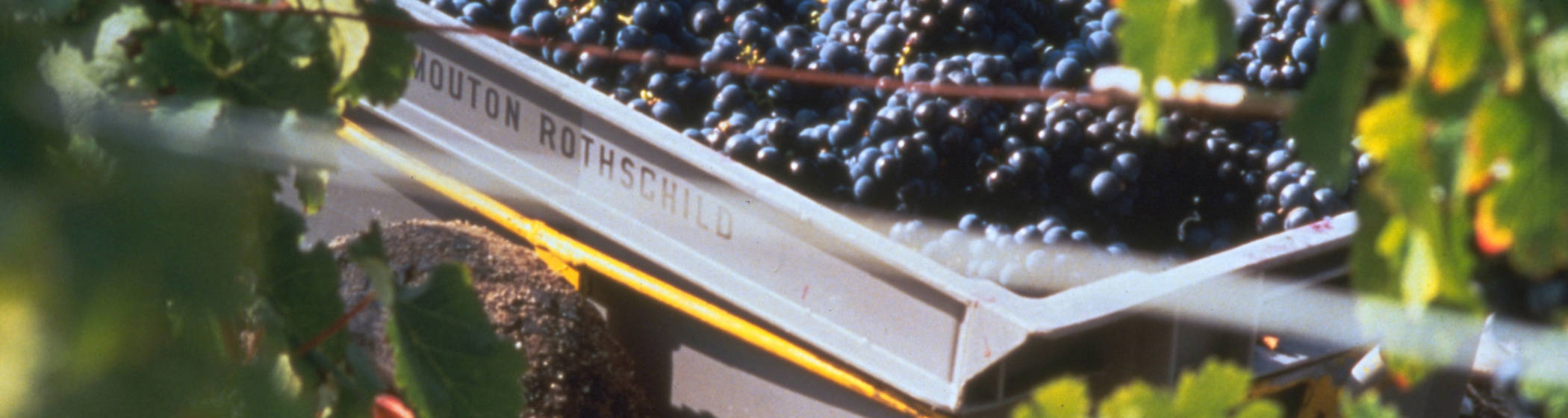 Grape harvest at Mouthon Rothschild