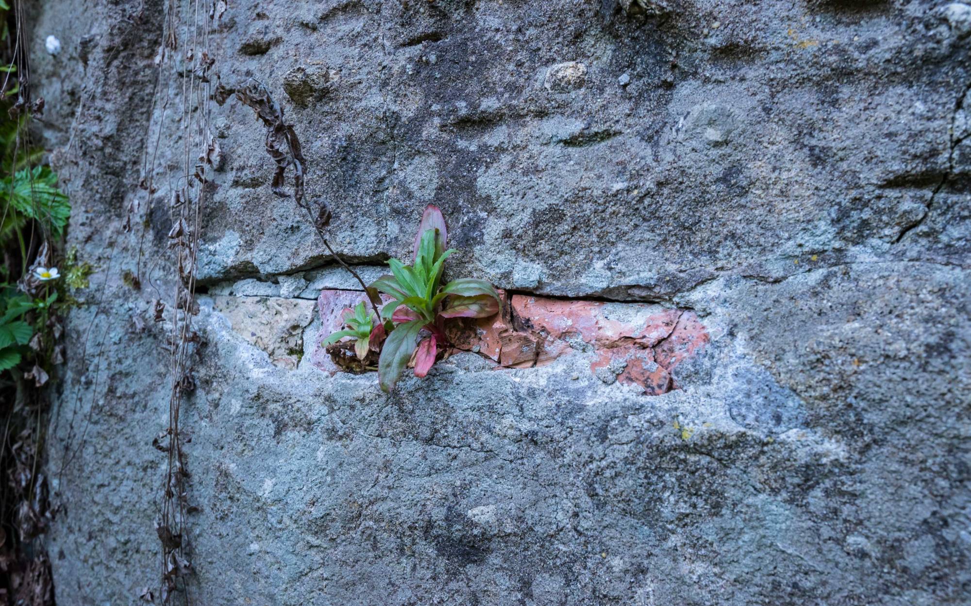 Exposed brickwork at the Dairy Water Garden