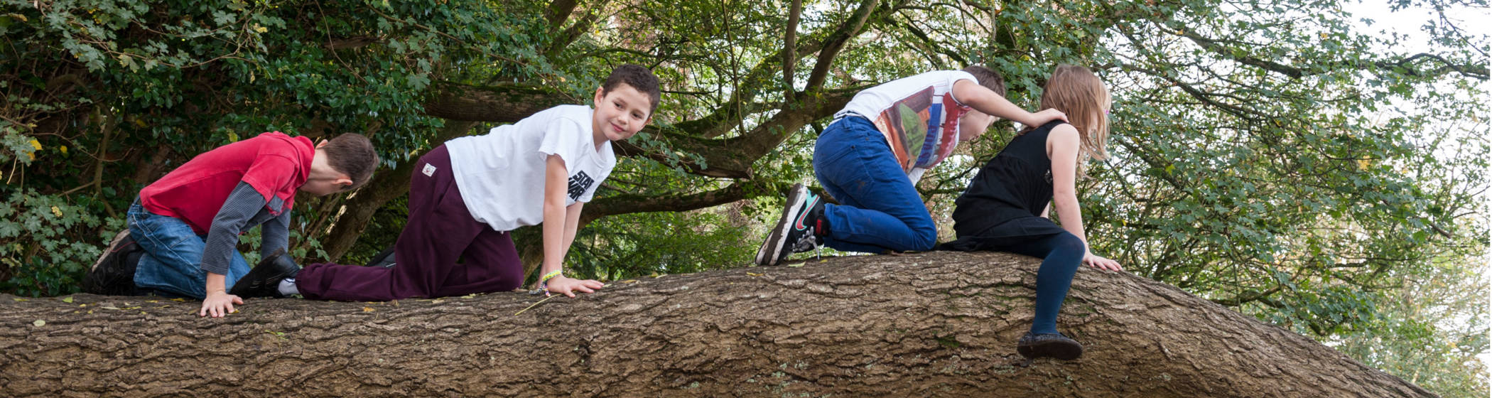Children climibing on a tree