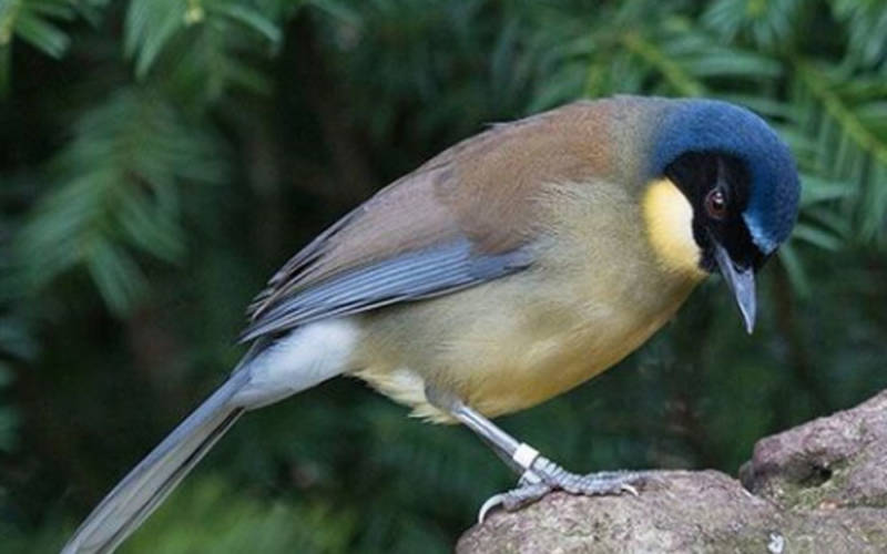 blue-crowned-laughing-thrush-1000-625