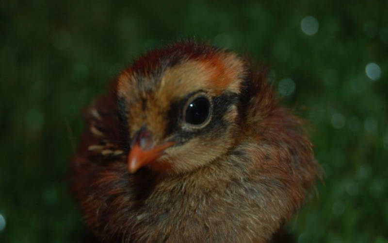 collared-hill-partridge-chick