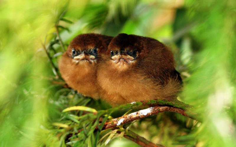 moustached-laughinghthrush-chicks