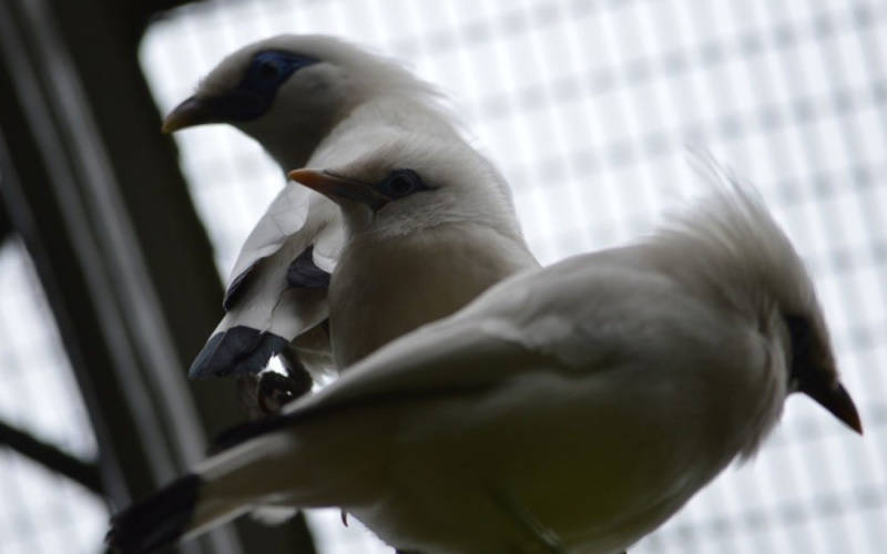 rothschild-mynah-pair-and-chick