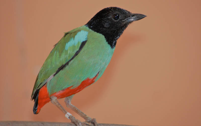 male-hooded-pitta-3000-1875