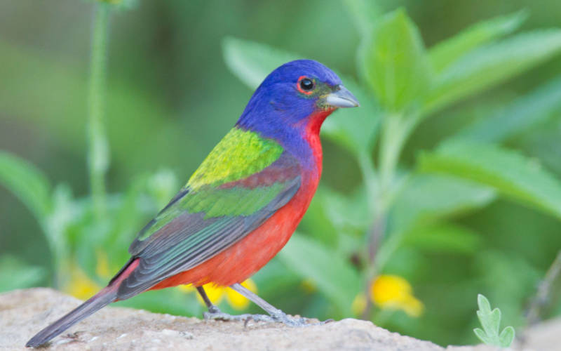 aviary-male-painted-bunting-3000-1875
