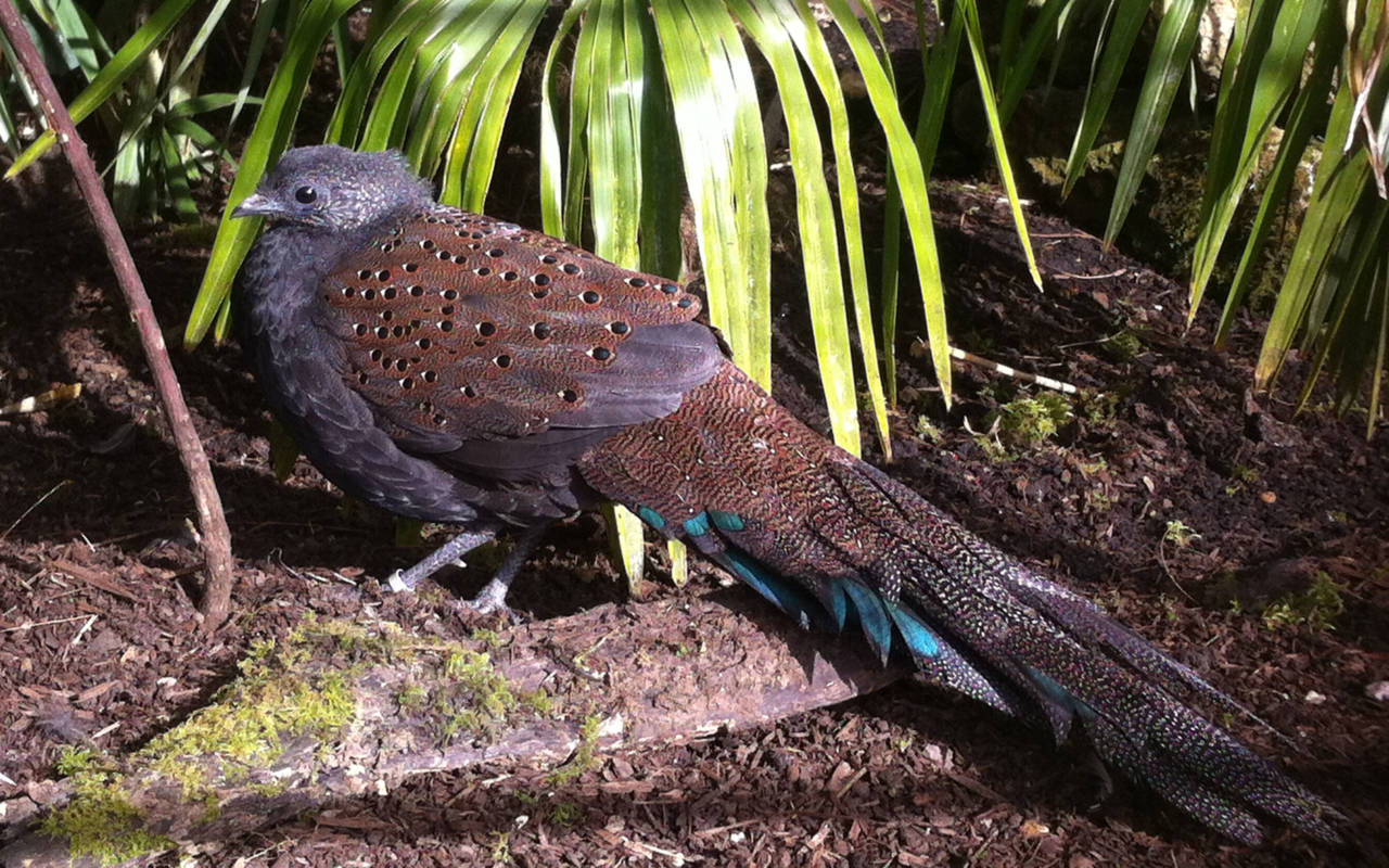 A Rothschild's peacock pheasant bird