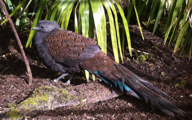 aviary-rothschilds-peacock-pheasant