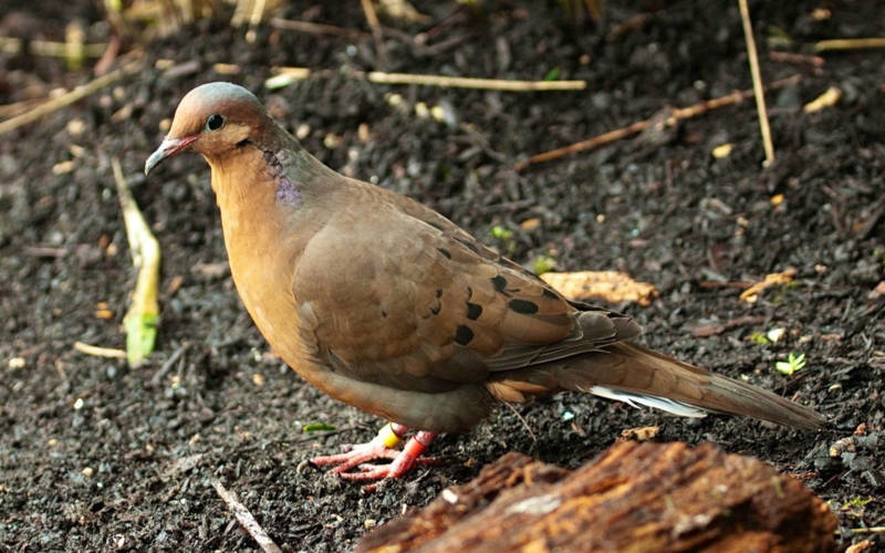 aviary-socorro-dove-3000-1875
