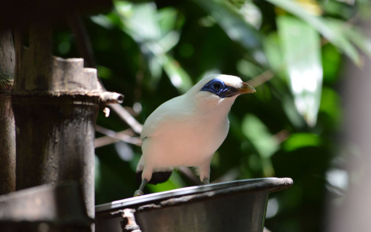 A Rothschild mynah bird