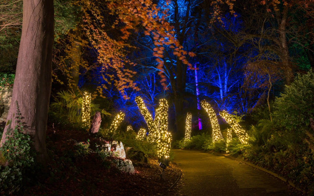 Aviary gardens lights at christmas