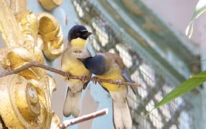 Blue crowned laughingthrush