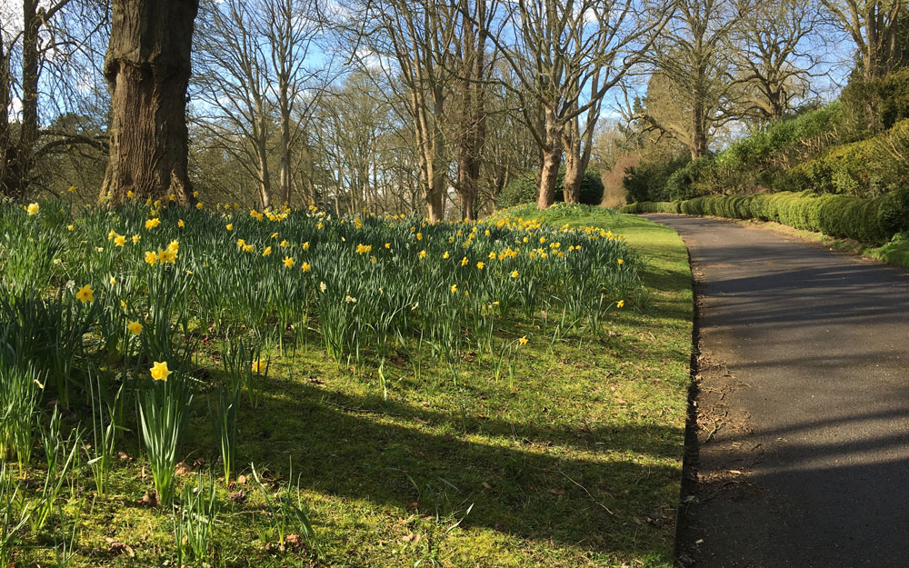 Daffodils