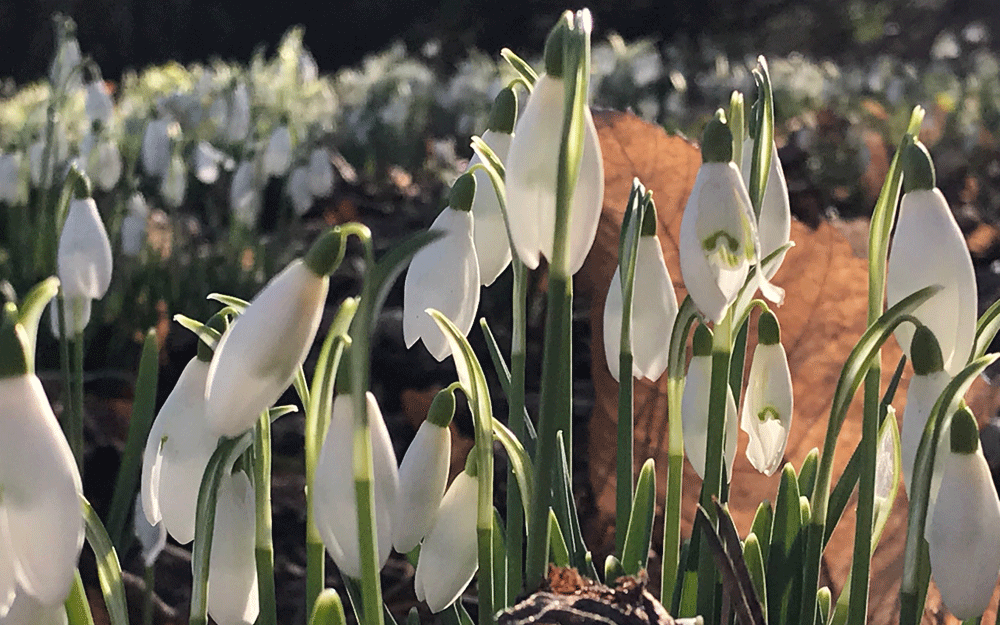 Snowdrops in the grounds