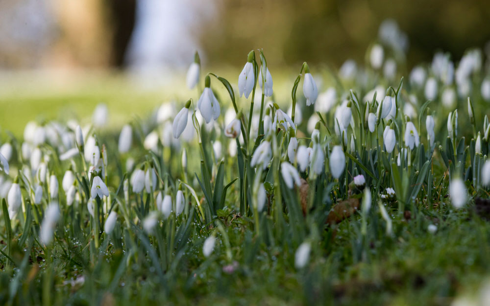 Eythrope's Spectacular Snowdrops - Waddesdon Manor