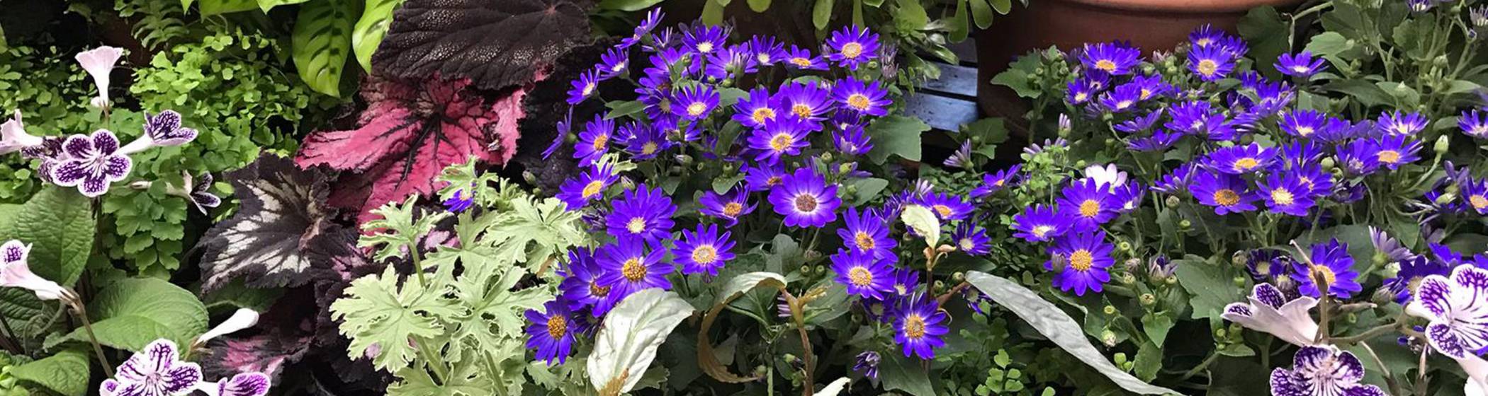 Conservatory plants