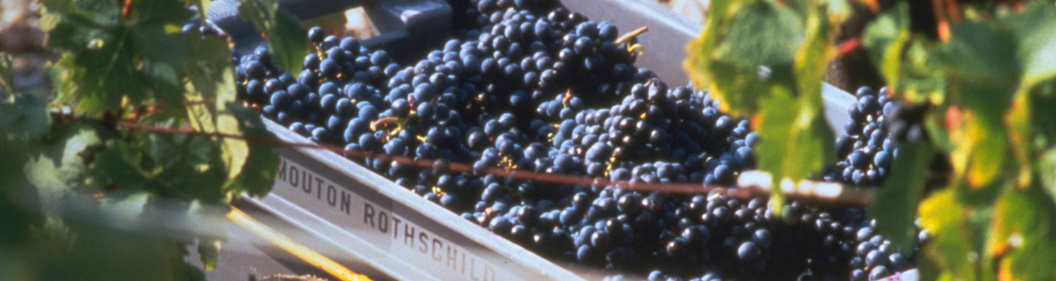 Picked grapes