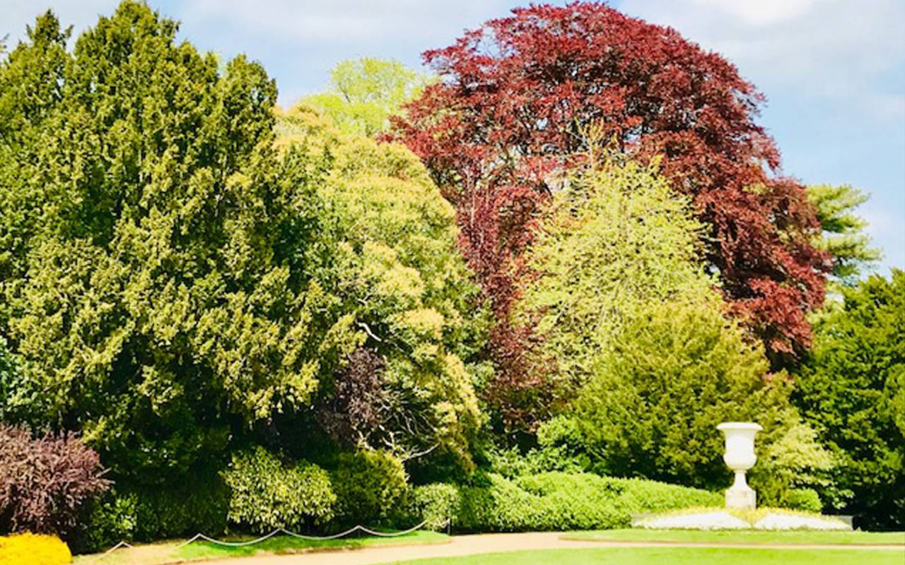 Colourful trees