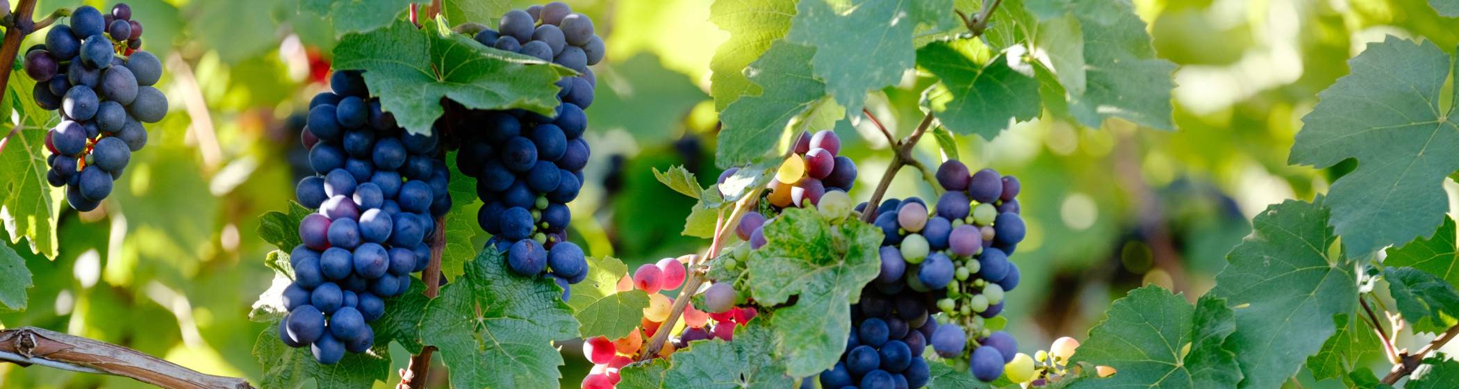 Black grapes on the vine
