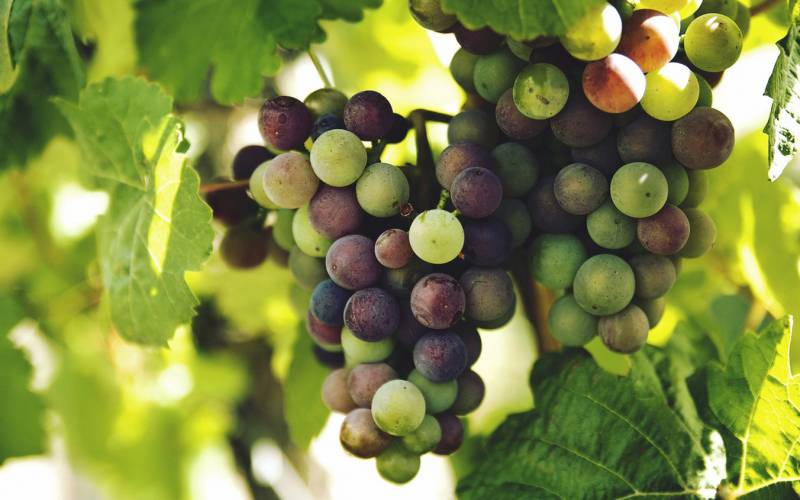 A bunch of ripening grapes on the vine