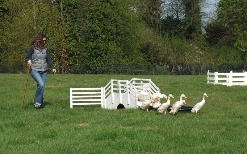 duck-herding-team-building-activity-1000x625