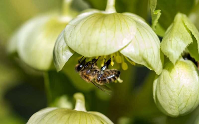garden-bee-on-hellebore-hugh-mothersole-1000-625