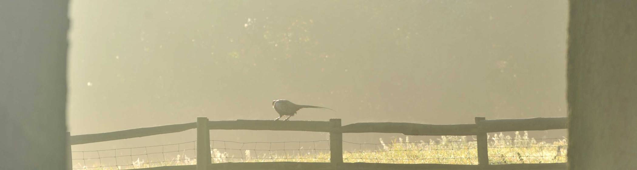 national-trust-members-waddesdon-manor