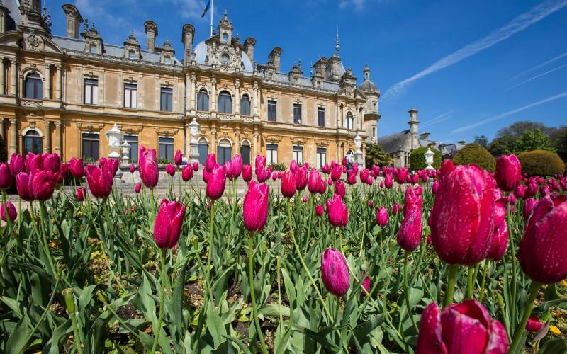 Parterre-gardens-tulips-Chris-Lacey-2017-3000-1875