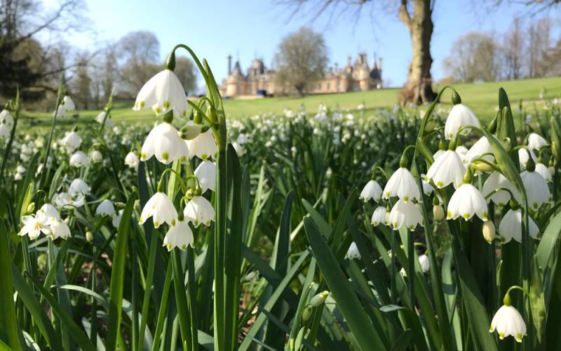 gardens-leucojum-below-parterre-march-spring-flower-1000-625