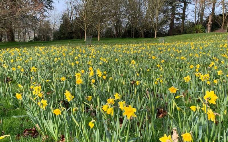 Narcissus-daffodils-Rijnveld’s-Early-Sensation_-new-bulb-displays-in-the-Upper-Deer-Pen-near-the-Rose-Garden_Mike-Buffin_2