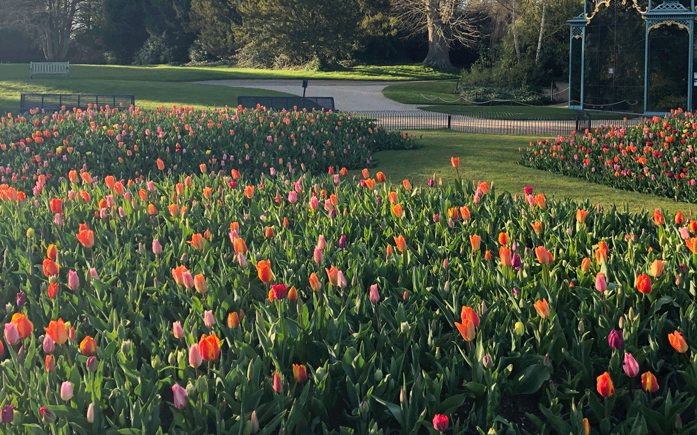 Spring tulips in the aviary garden