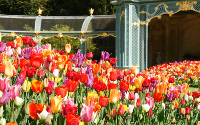 Tulips at Aviary Garden