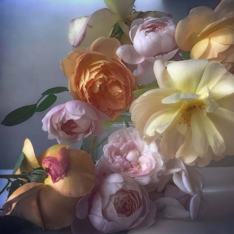 Photograph of roses by Nick Knight