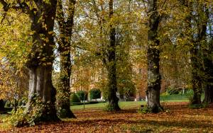 Autumn trees