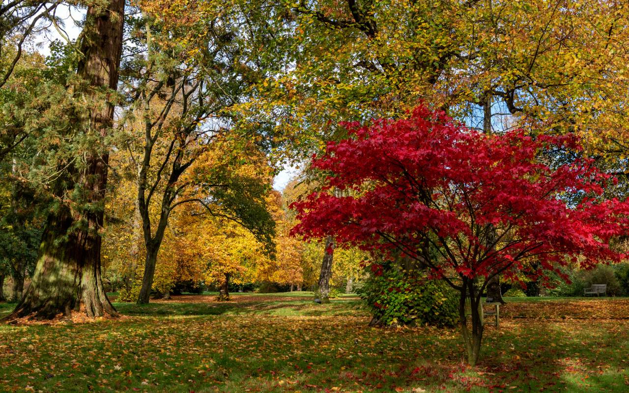 Autumn trees