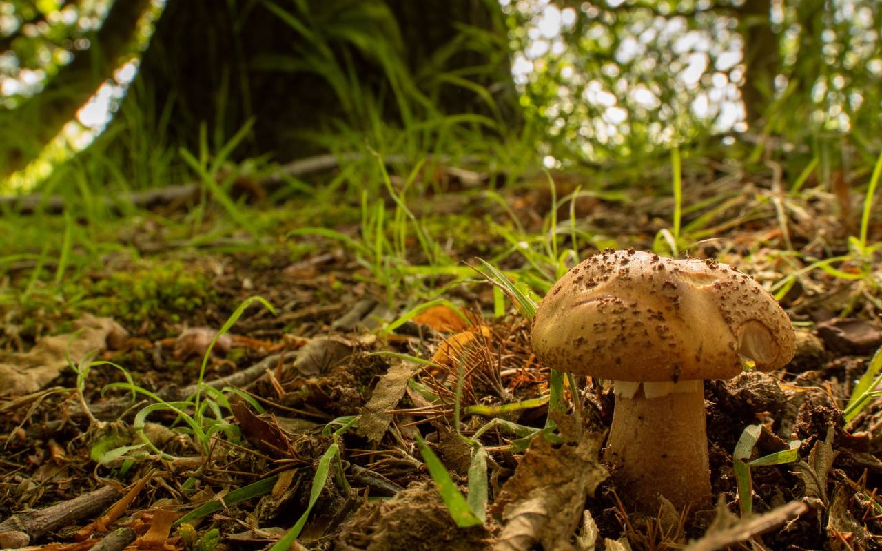 Fungi in woodland